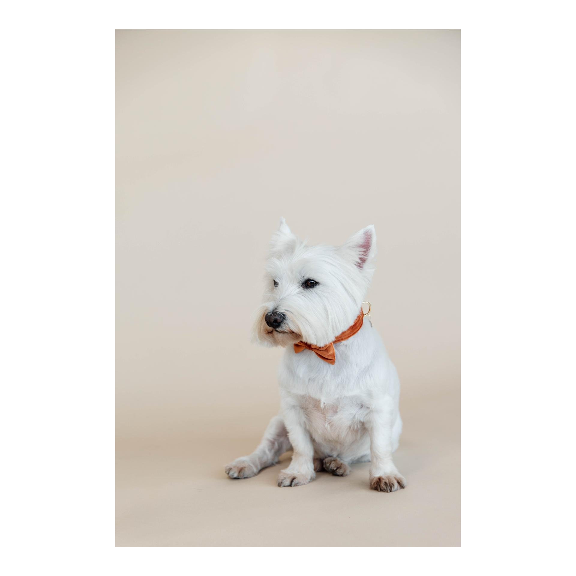 Noeud papillon velvet