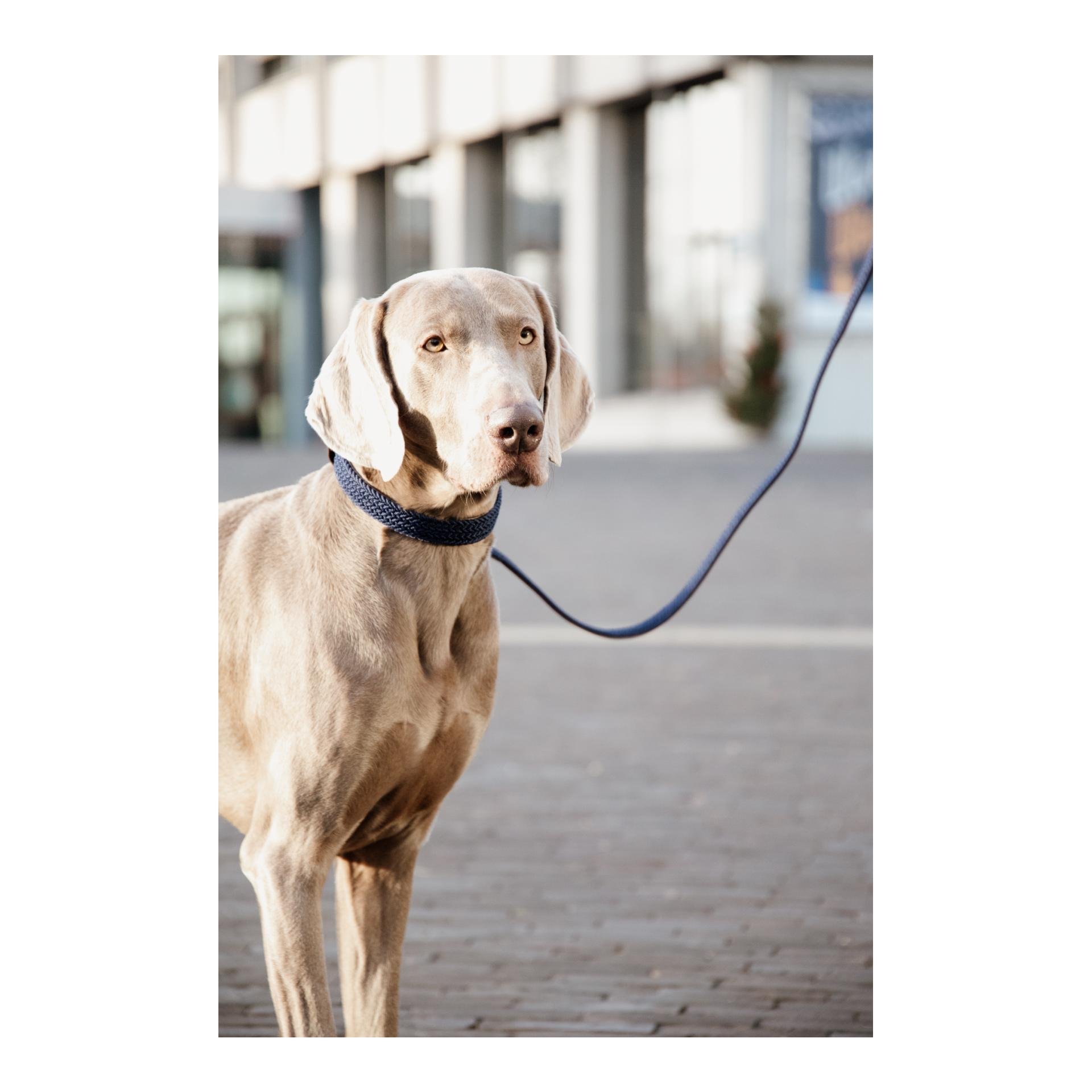 Hundeleine Nylon geflochten - navy Hundeleine Nylon geflochten - navy