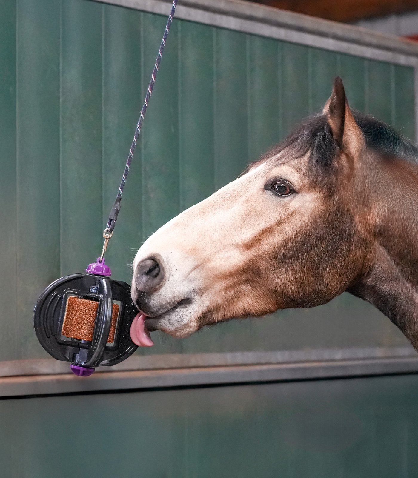 Bizzy Horse Bizzy Ball