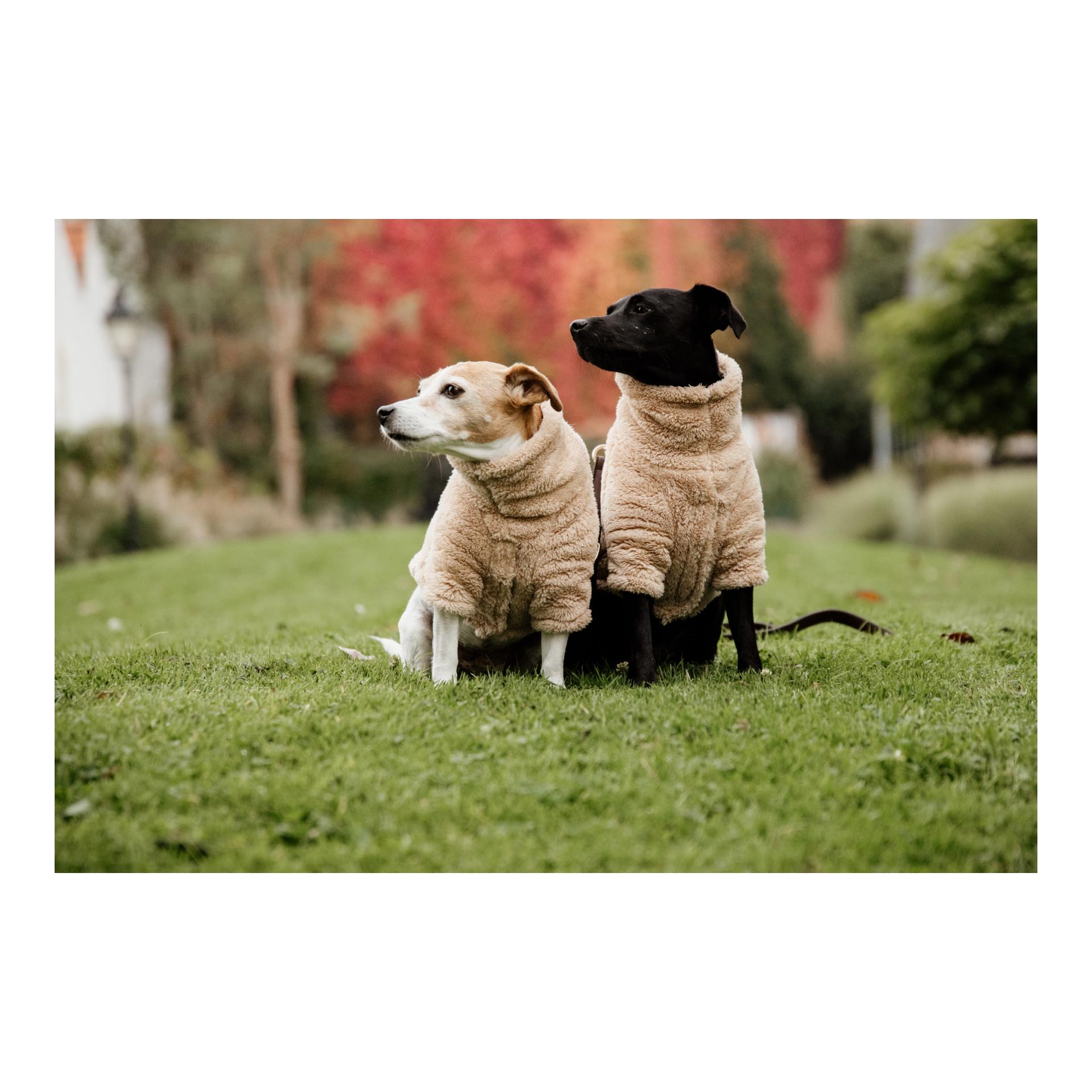 Hundepullover Teddy Fleece - beige Hundepullover Teddy Fleece - beige