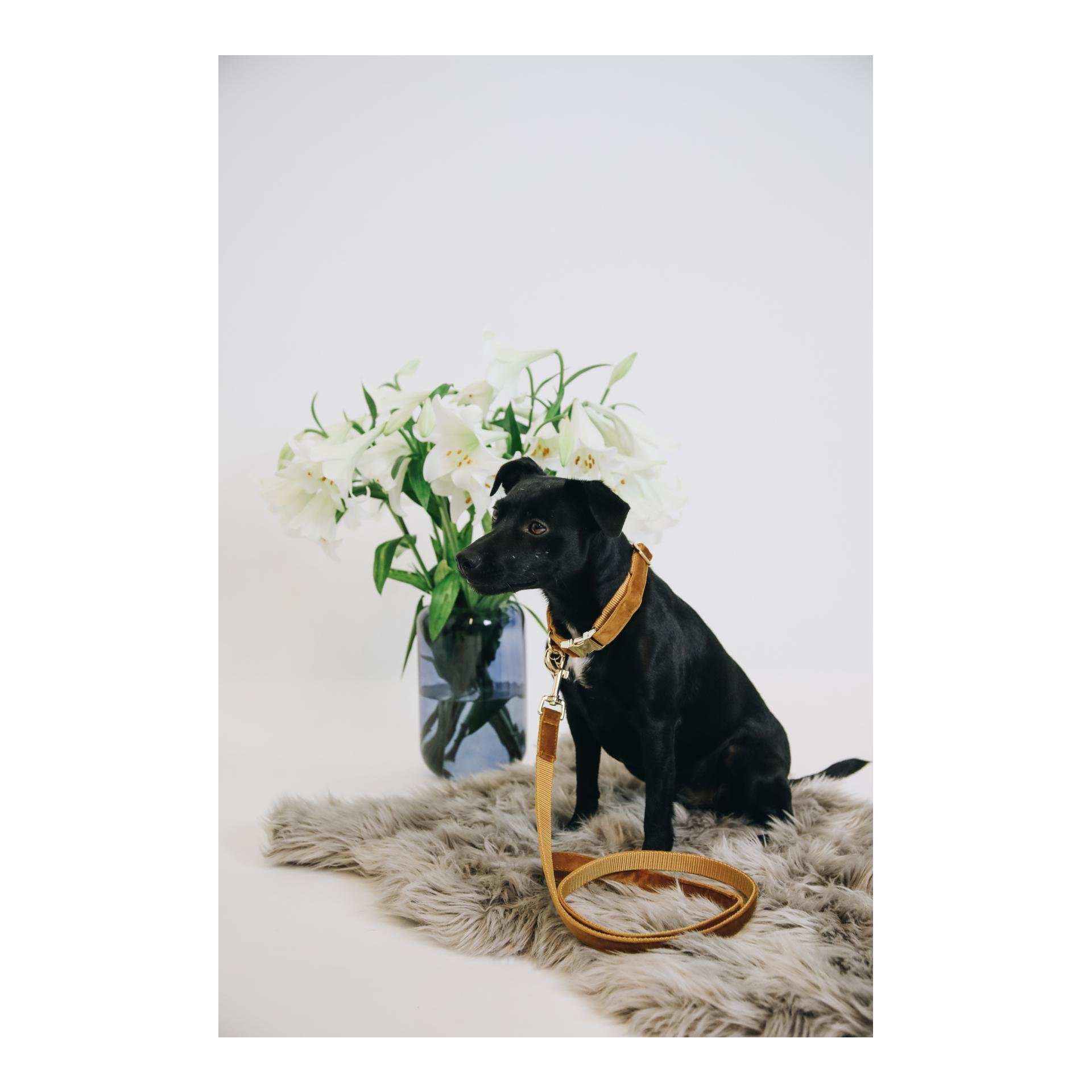 Hundehalsband Velvet - mustard Hundehalsband Velvet - mustard