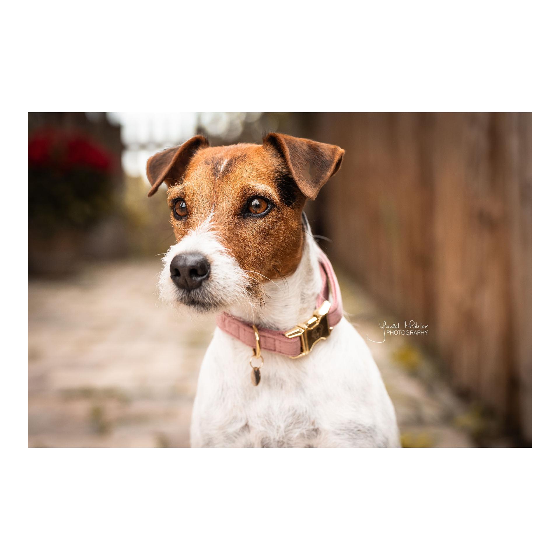 Hundehalsband velvet - old rose Hundehalsband velvet - old rose