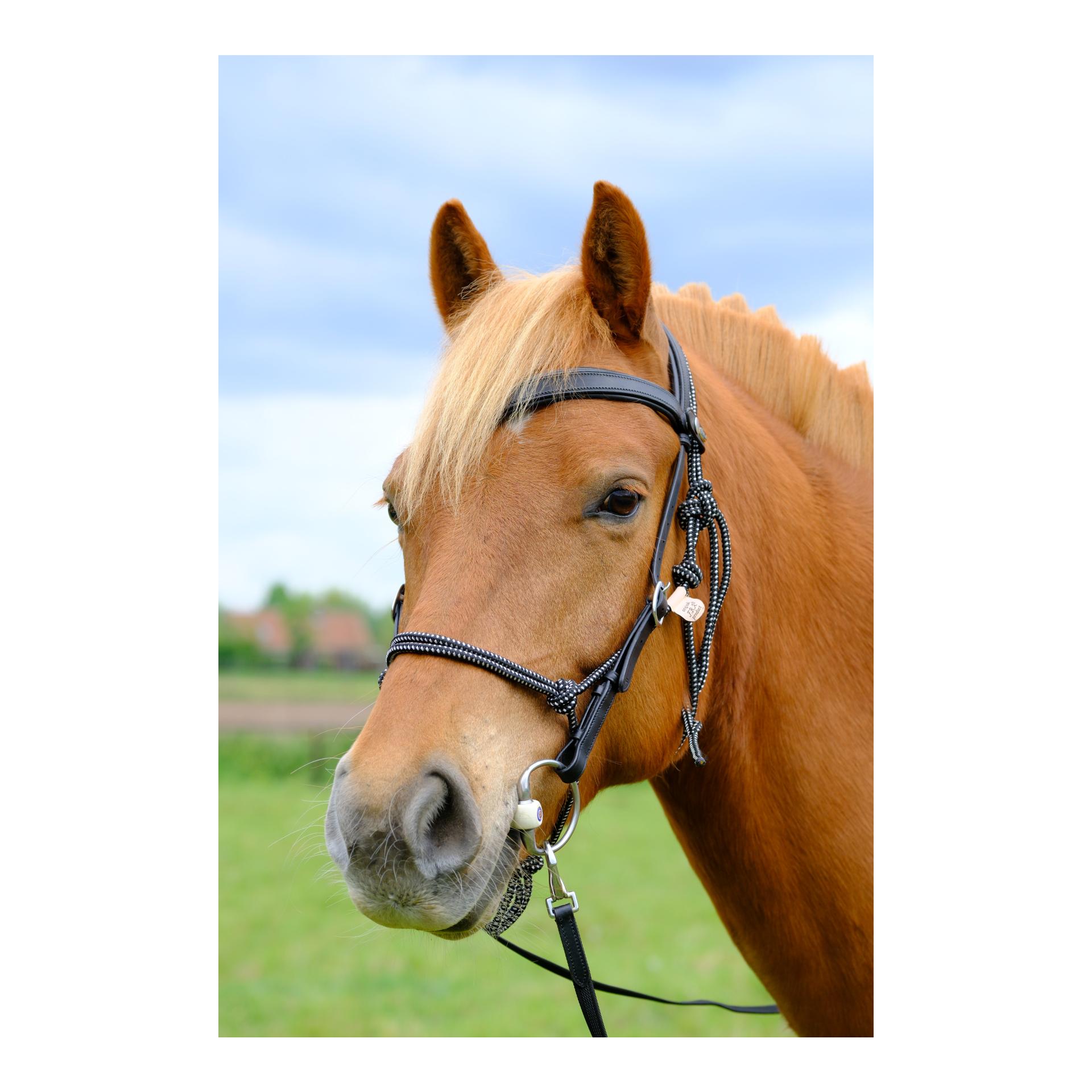 F.R.A Campari Kombitrense