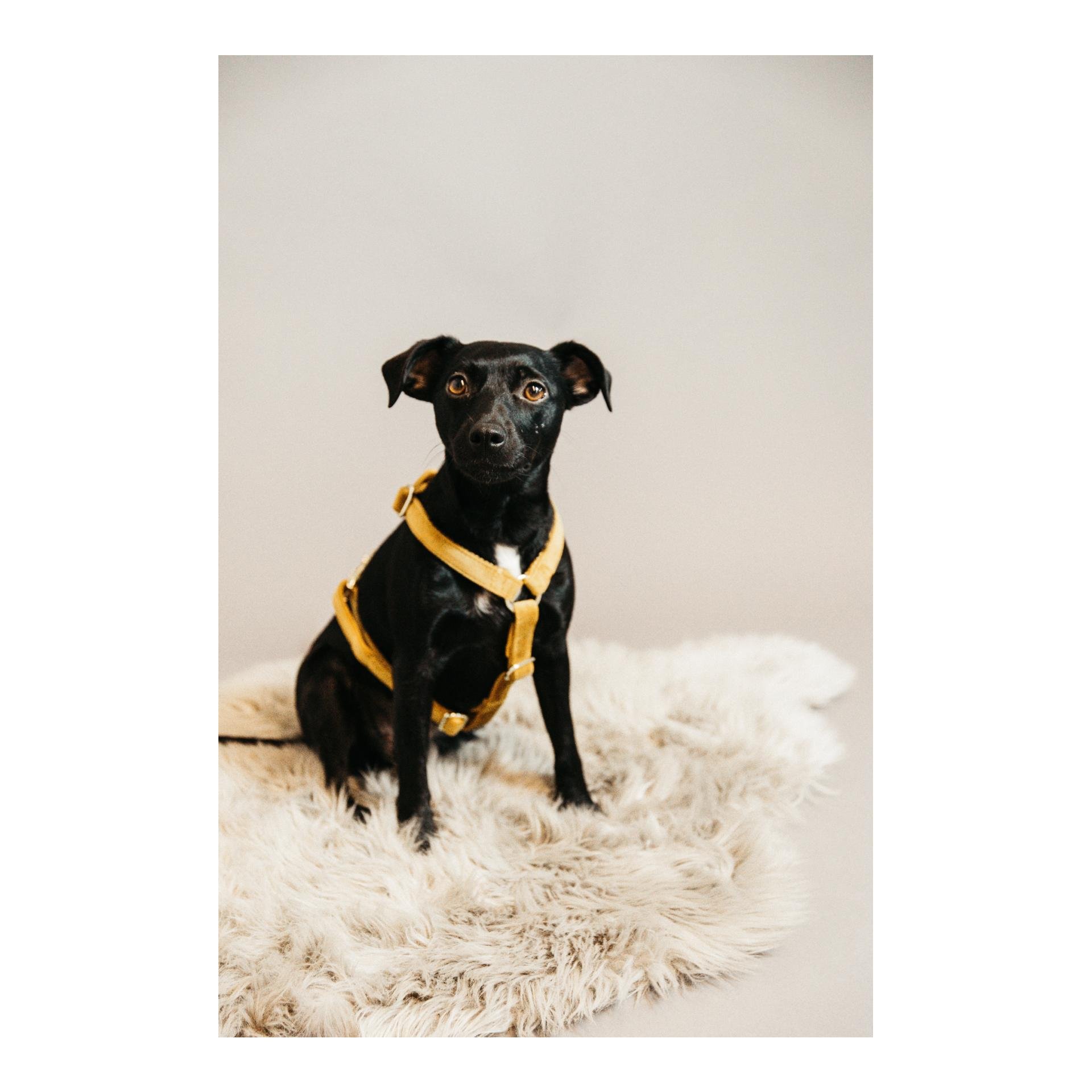 Hundegeschirr Loop Velvet - mustard Hundegeschirr Loop Velvet - mustard