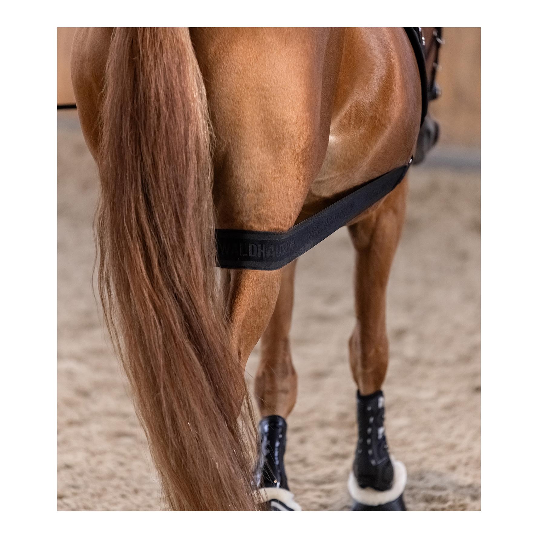 Waldhausen Körperbandage - Aktivierung der Hinterhand