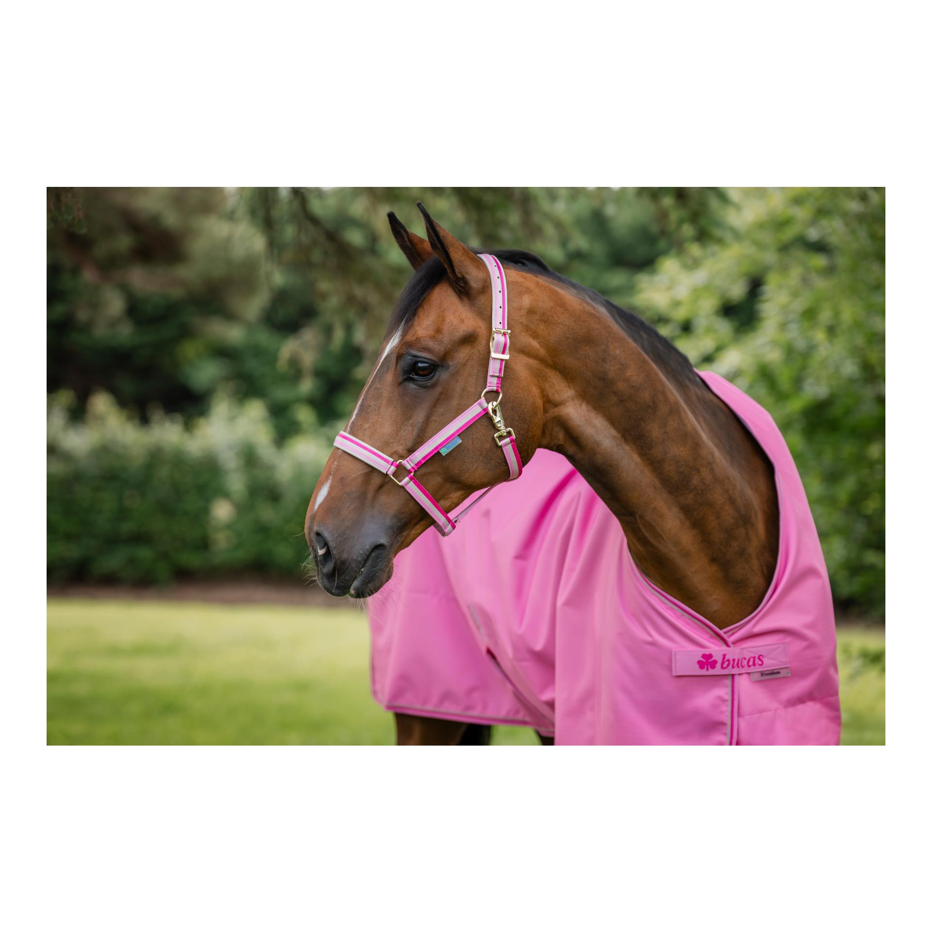 Bucas Halfter Dublin