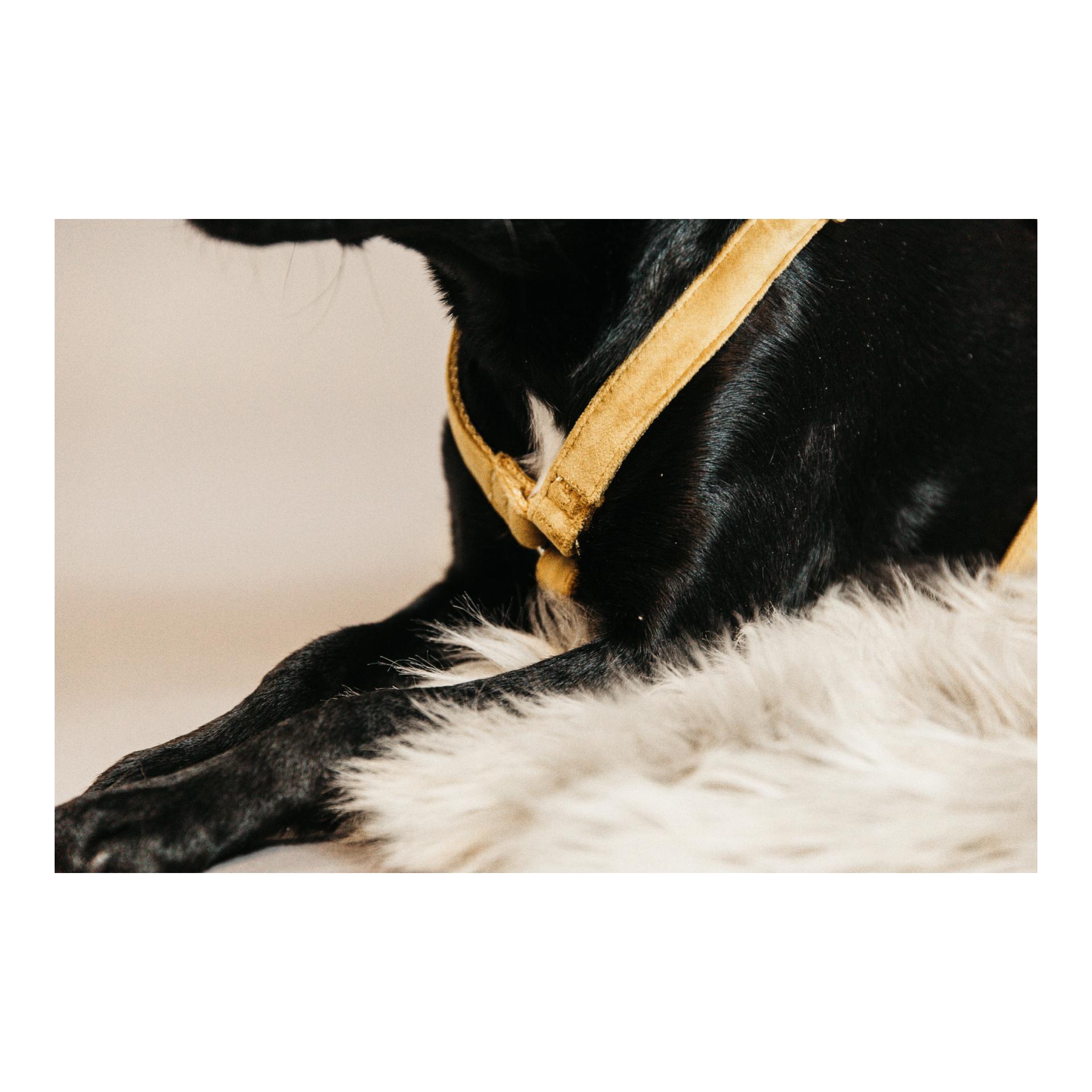 Hundegeschirr Loop Velvet - mustard Hundegeschirr Loop Velvet - mustard