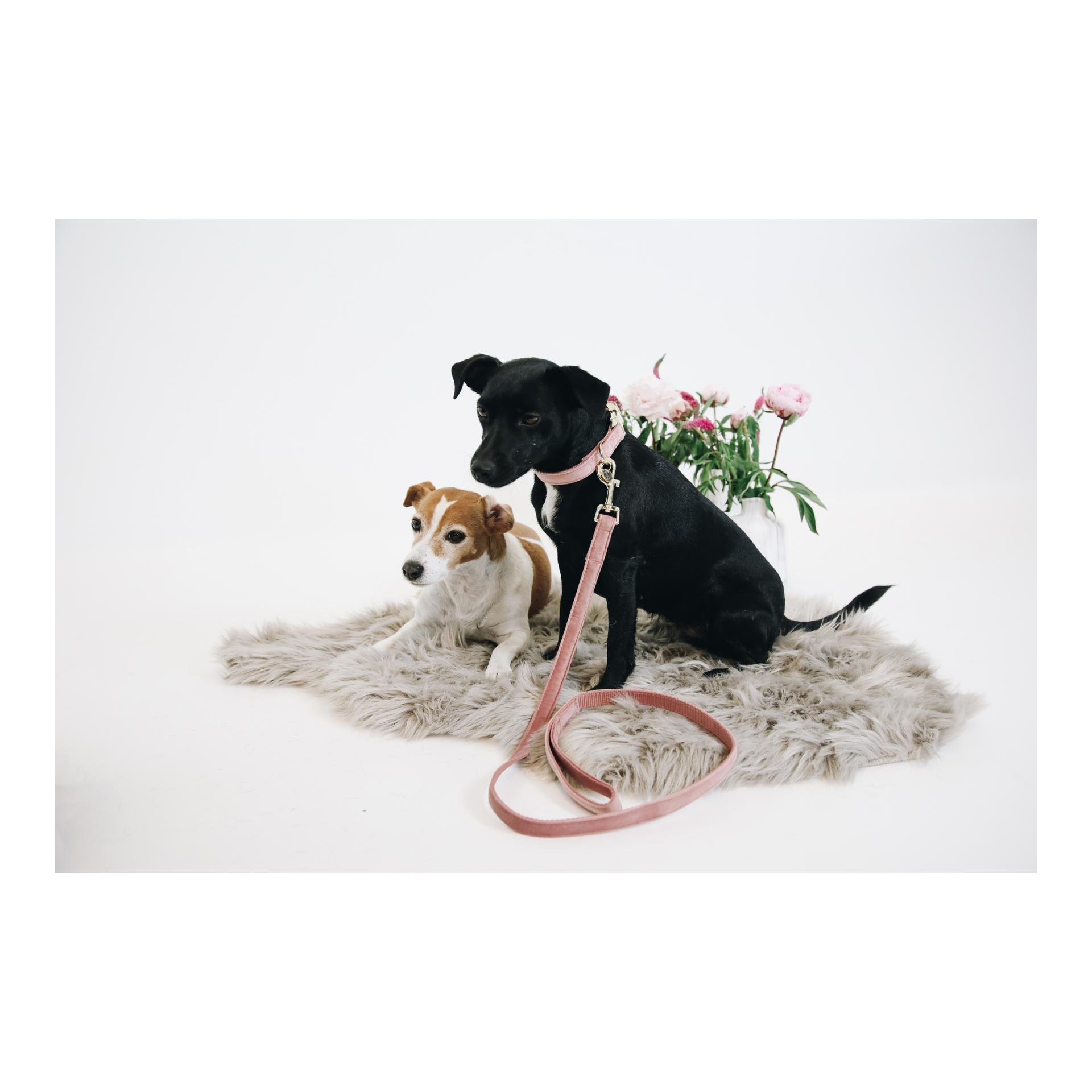Hundeleine Velvet - old rose Hundeleine Velvet - old rose