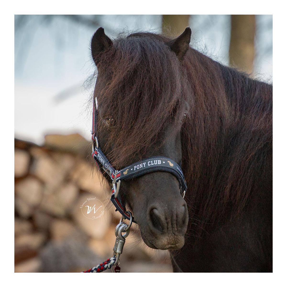 Halfter Dual Alu "Pony Club"