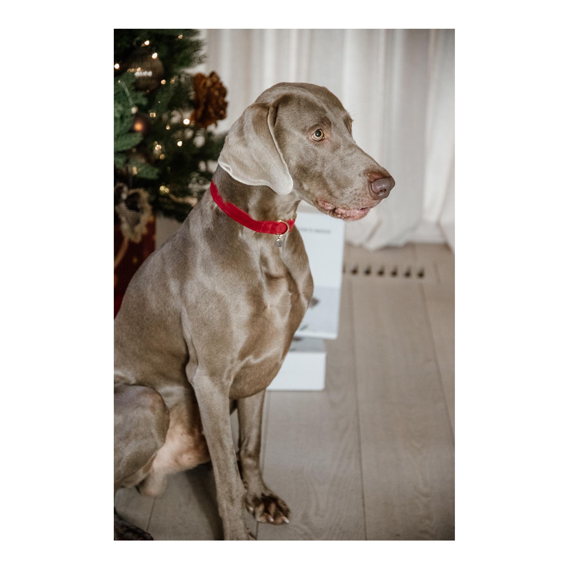 Hundehalsband Corduroy - red Hundehalsband Corduroy - red