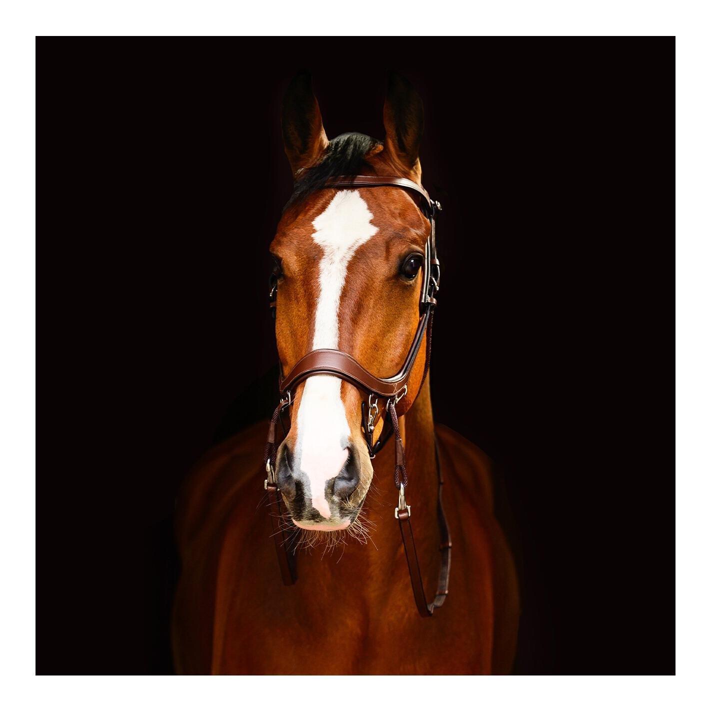 PresTeq Bride sans mors FaySport