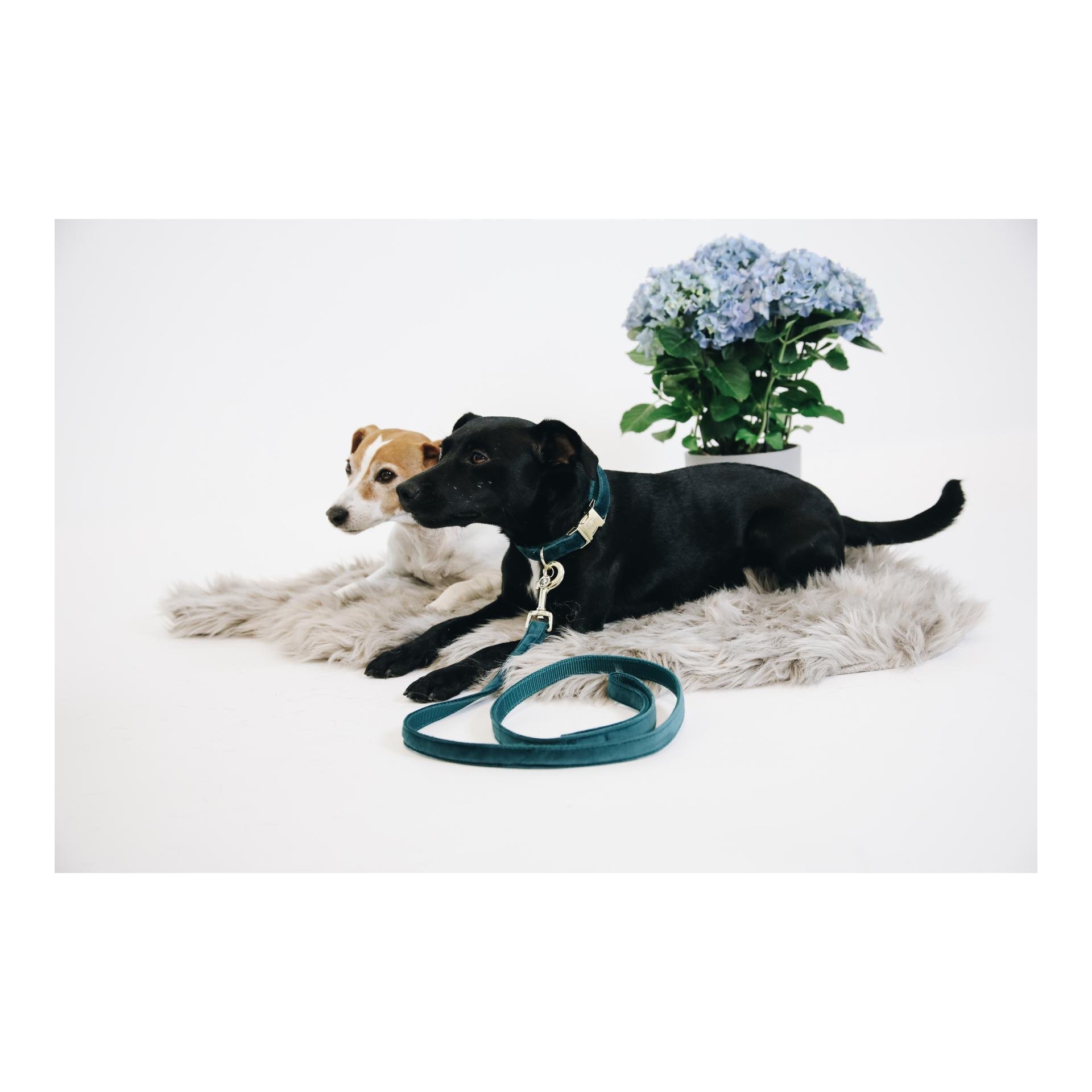 Hundeleine Velvet - emerald Hundeleine Velvet - emerald