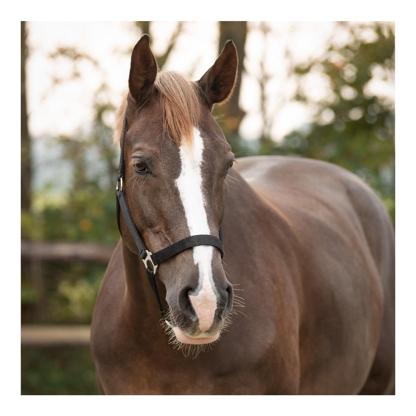 Licol en nylon avec boucle coulissante - noir