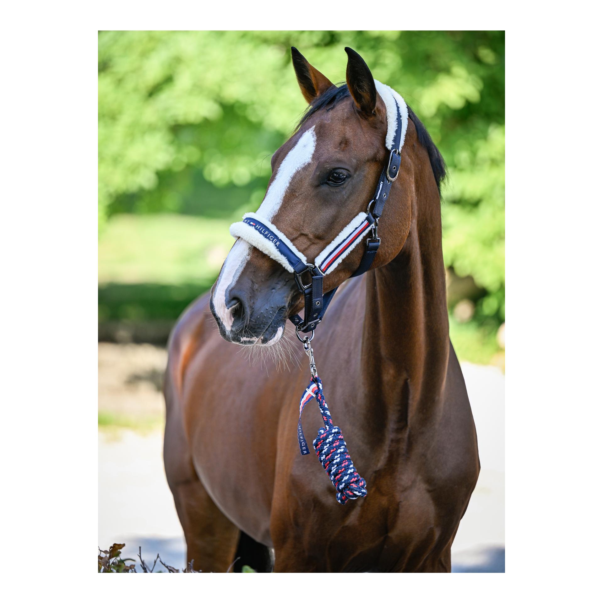 Halfter Set Yale mit Strick