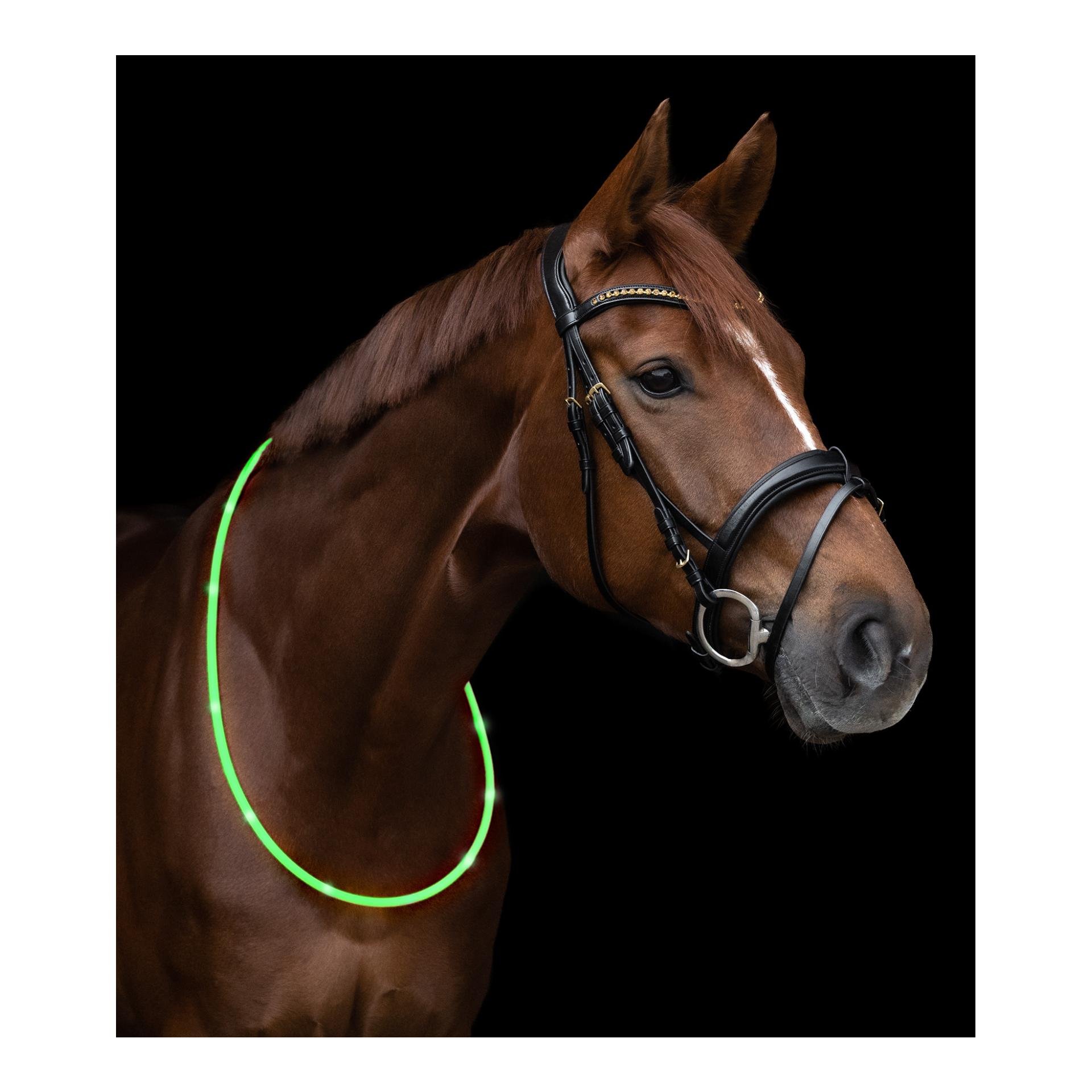 LED-Halsriemen für Pferde