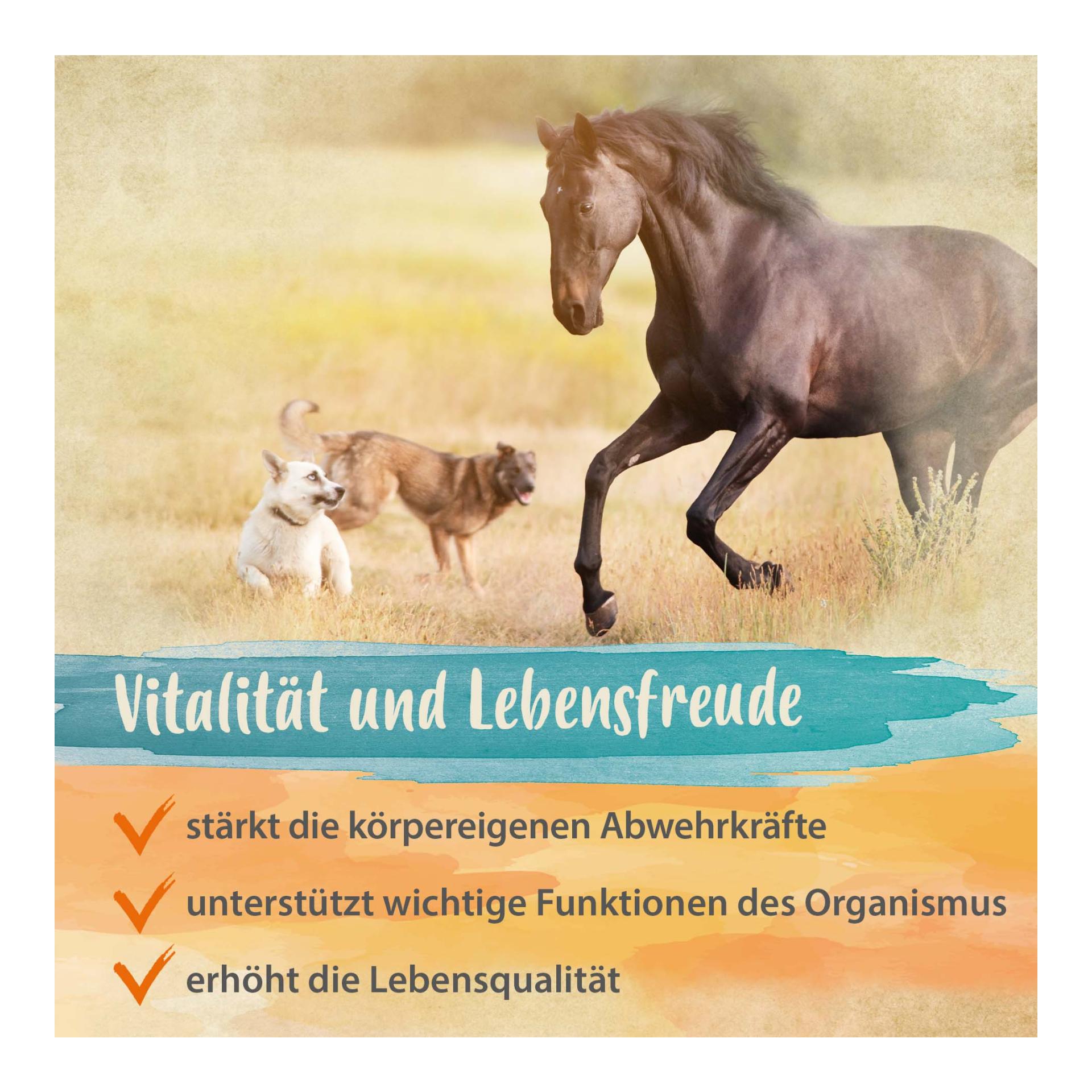 Bierhefe Pulver - Futterergänzung für glänzendes Fell & kräftige Haut Bierhefe Pulver - Futterergänzung für glänzendes Fell & kräftige Haut