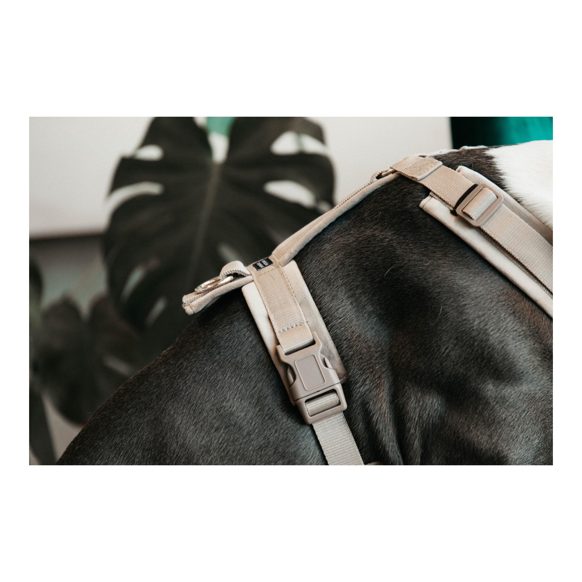 Harnais pour chien Active Velvet