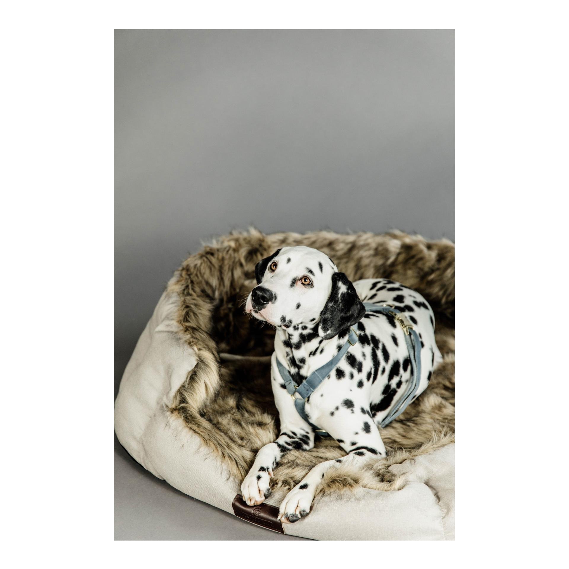 Hundegeschirr Loop Velvet - light blue Hundegeschirr Loop Velvet - light blue