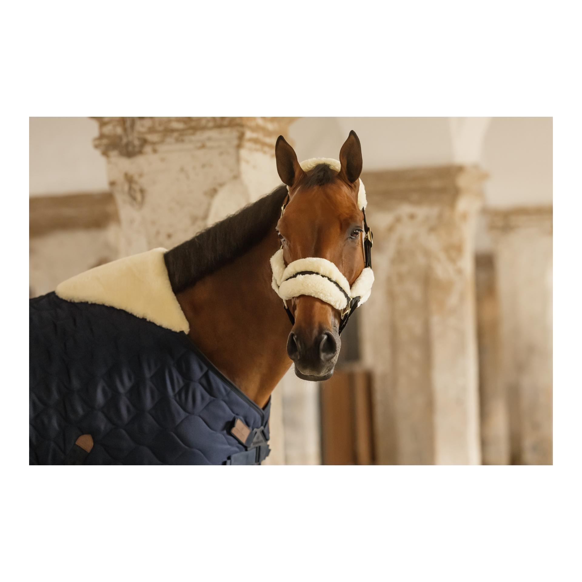 Stalldecke Comfort 100g und Halfter Nylon sheepskin soft Set Stalldecke Comfort 100g und Halfter Nylon sheepskin soft Set