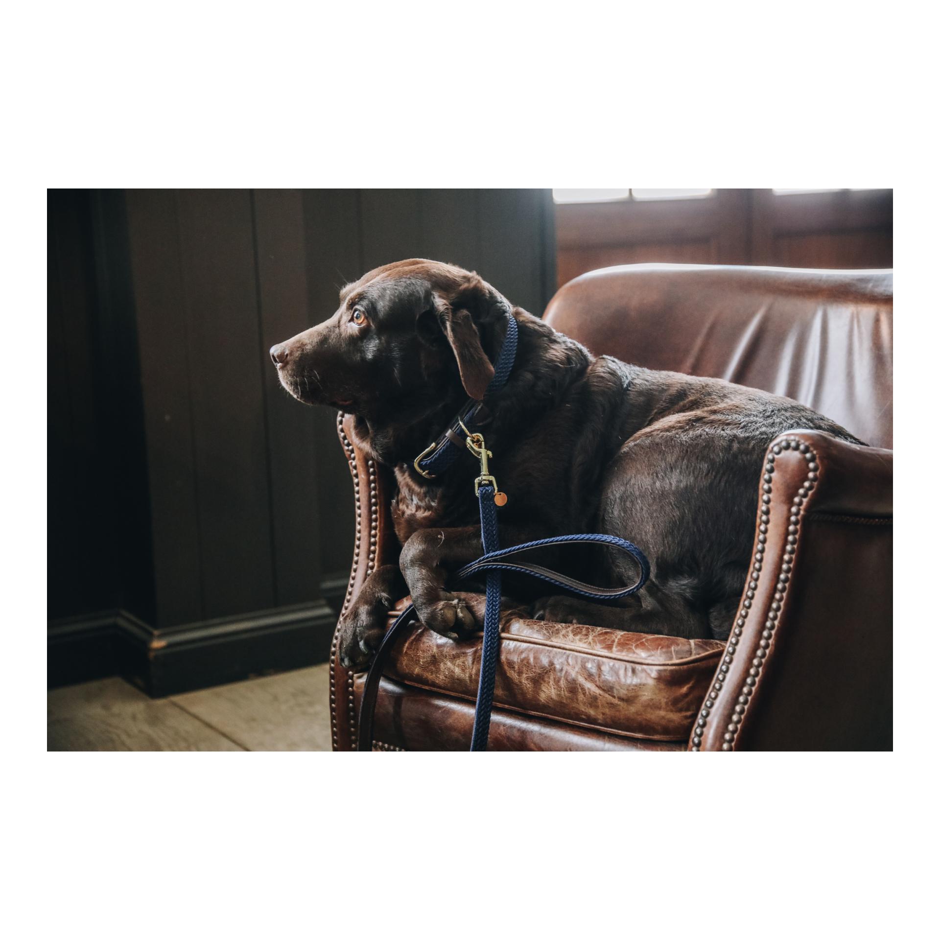 Hundehalsband Nylon geflochten - navy Hundehalsband Nylon geflochten - navy