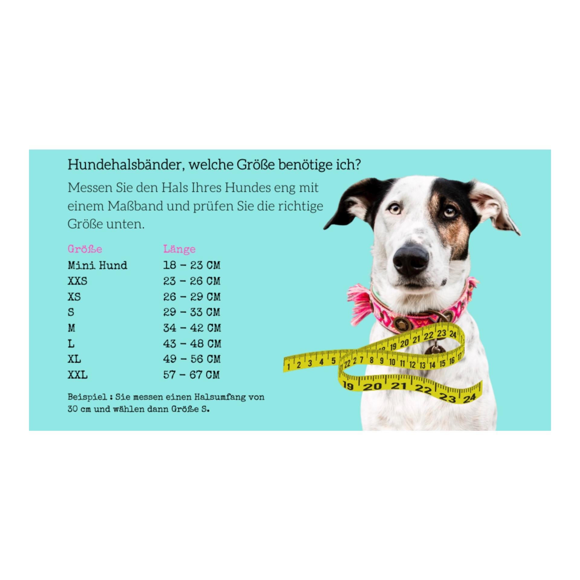 Jessy Hundehalsband Jessy Hundehalsband