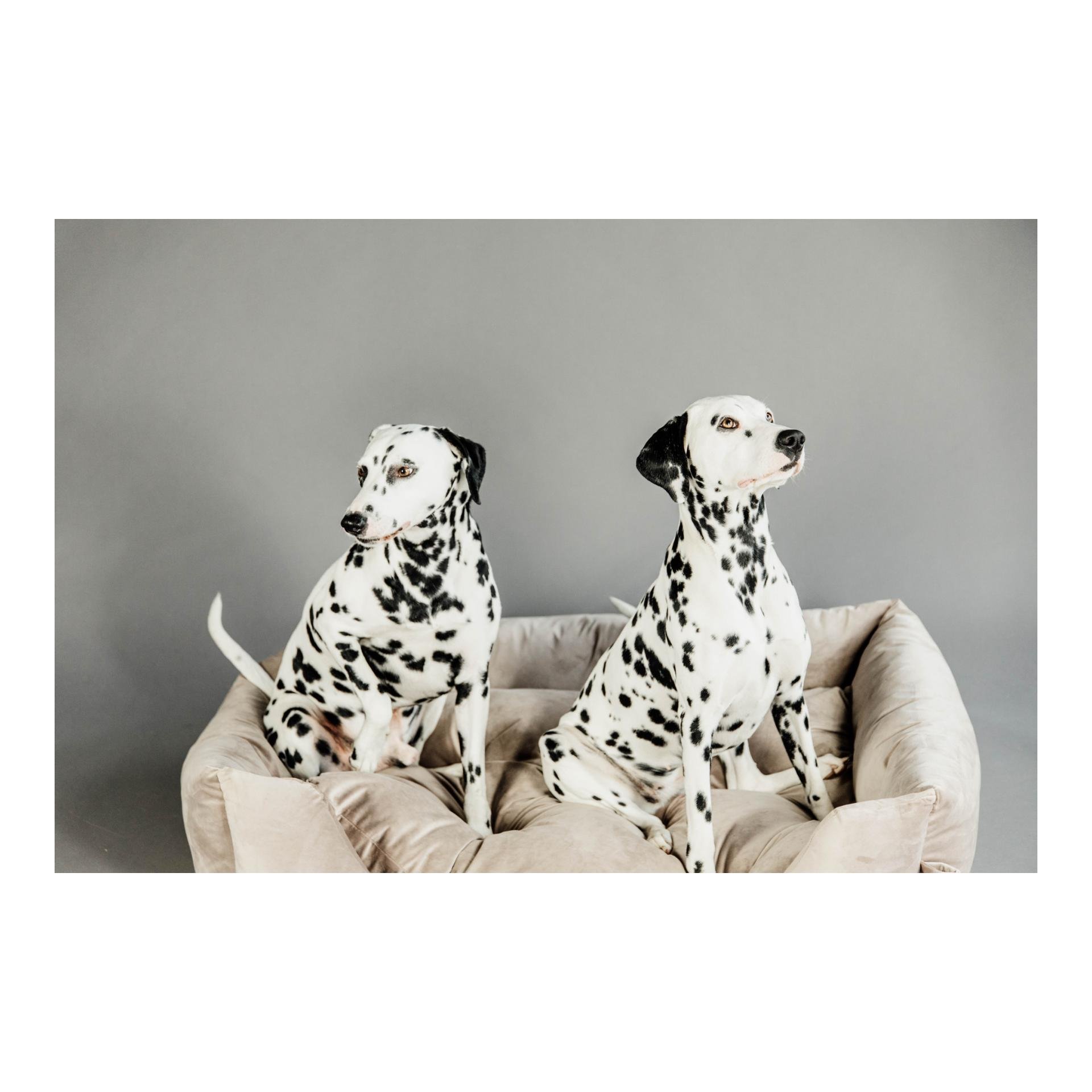 Hundebett Velvet Hundebett Velvet