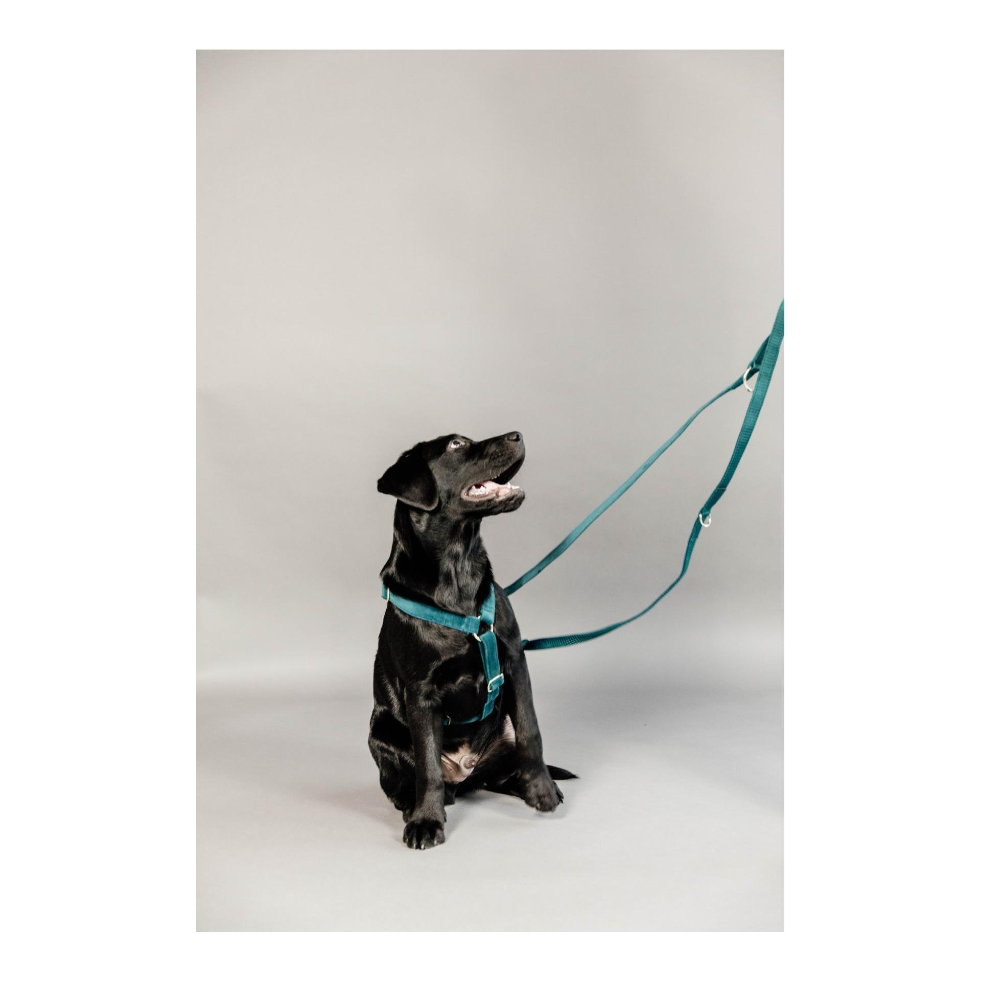 Hundeleine Velvet - emerald Hundeleine Velvet - emerald