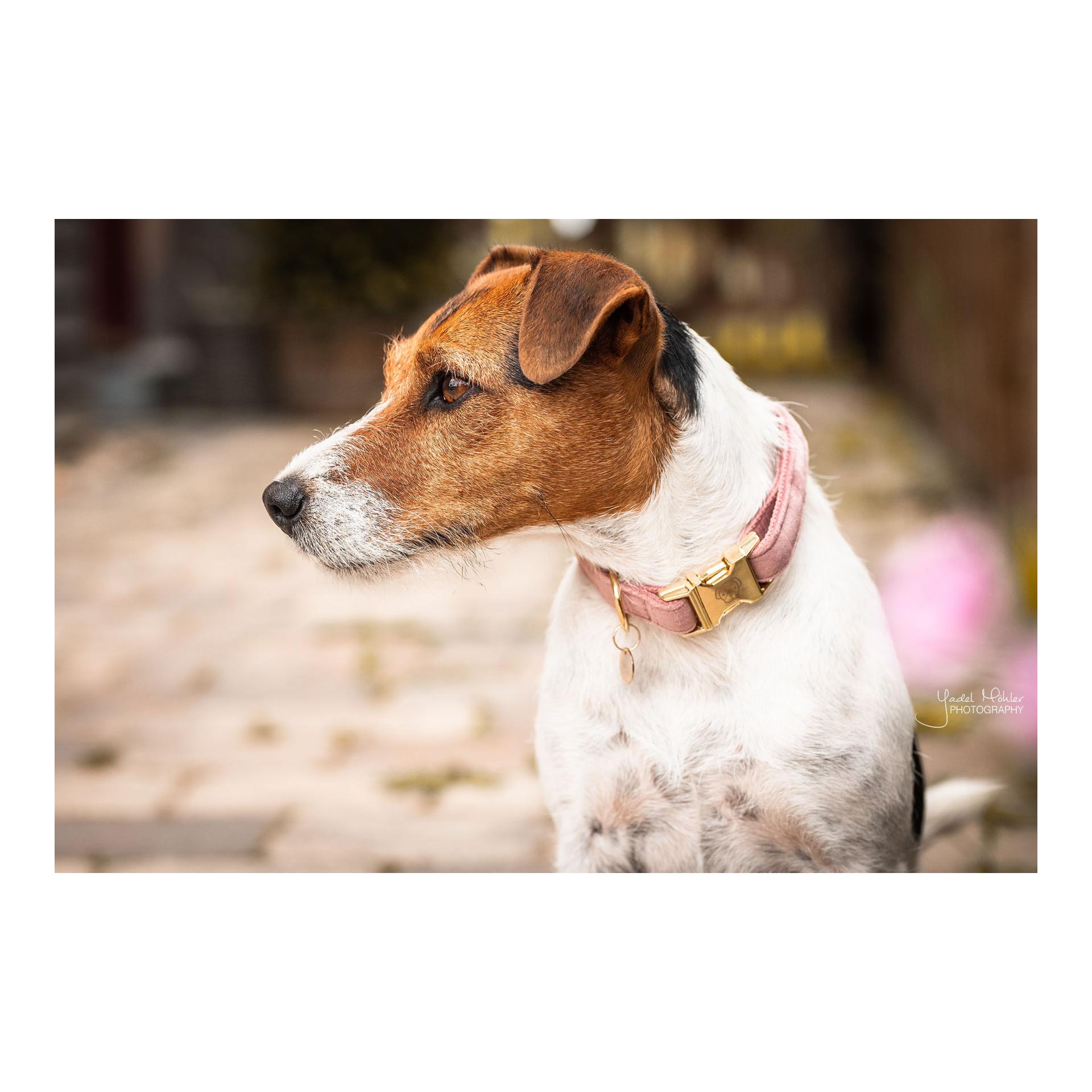 Hundehalsband velvet - old rose Hundehalsband velvet - old rose