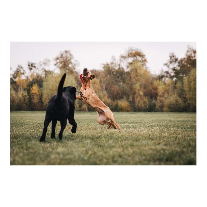 Jouet en corde spiely, uni - rouge